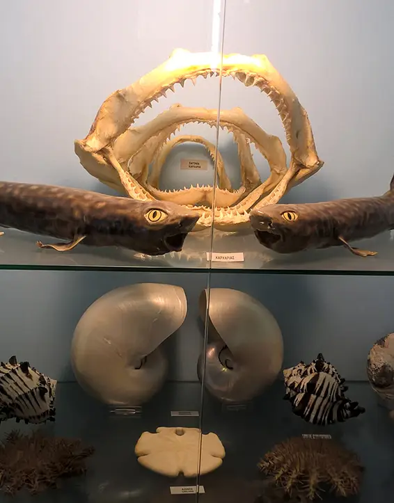 Λυγουριό Μουσείο Φυσικής Ιστορίας Κωτσιομίτη