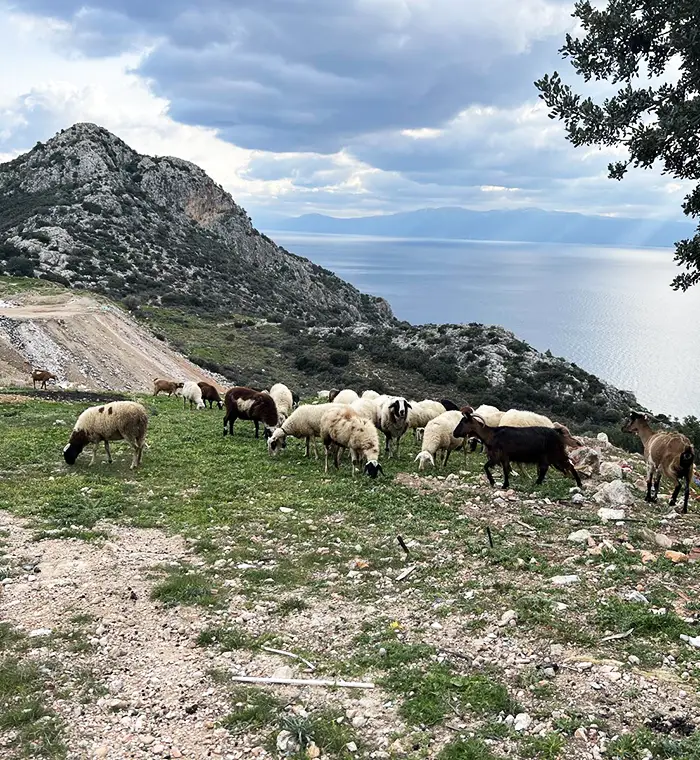 Hike from Tolo to Nafplio