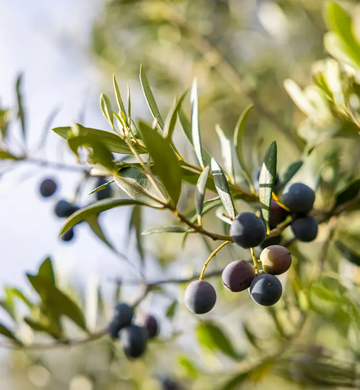 Olive Oil Tasting Nafplion