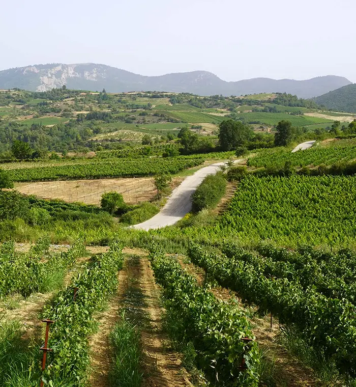 Greek Wine Tasting Tolo